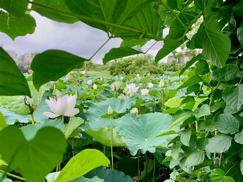 觀音蓮花座|2024桃園蓮花季│觀音最新四大藝術場景│夏日西瓜五感體驗│賞蓮。